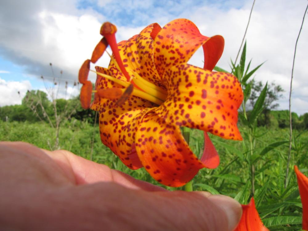 Photo of Lily (Lilium michiganense) uploaded by Roosterlorn