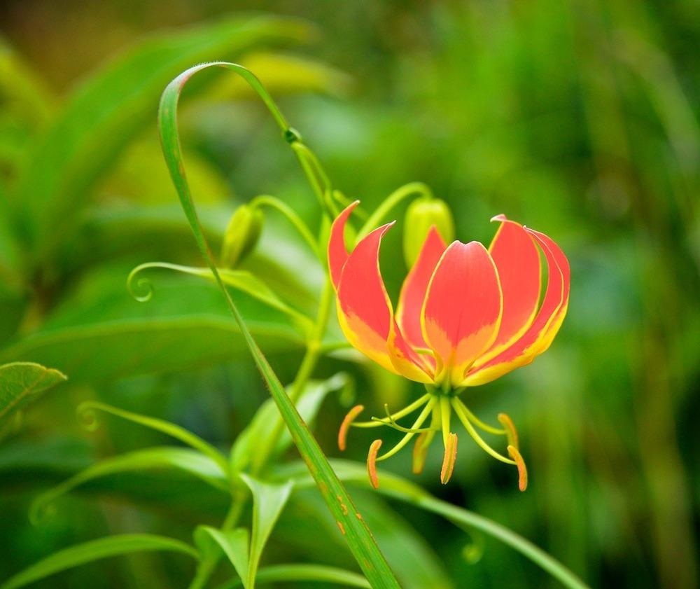 Photo of Flame Lily (Gloriosa) uploaded by admin
