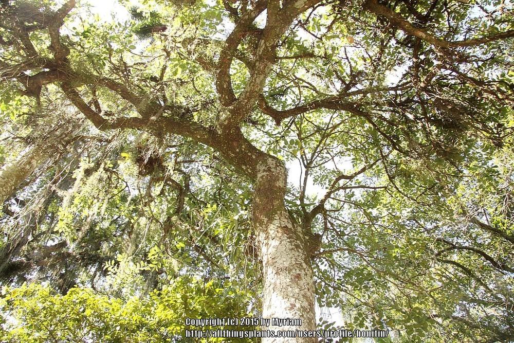 Photo of Sausage Tree (Kigelia africana) uploaded by bonitin