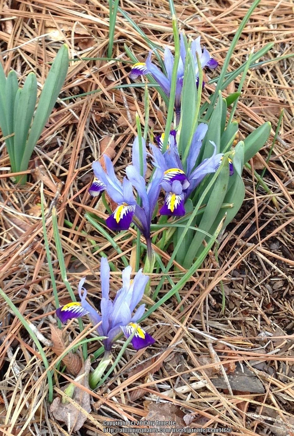 Photo of Reticulated Iris (Iris reticulata 'Gordon') uploaded by Cem9165