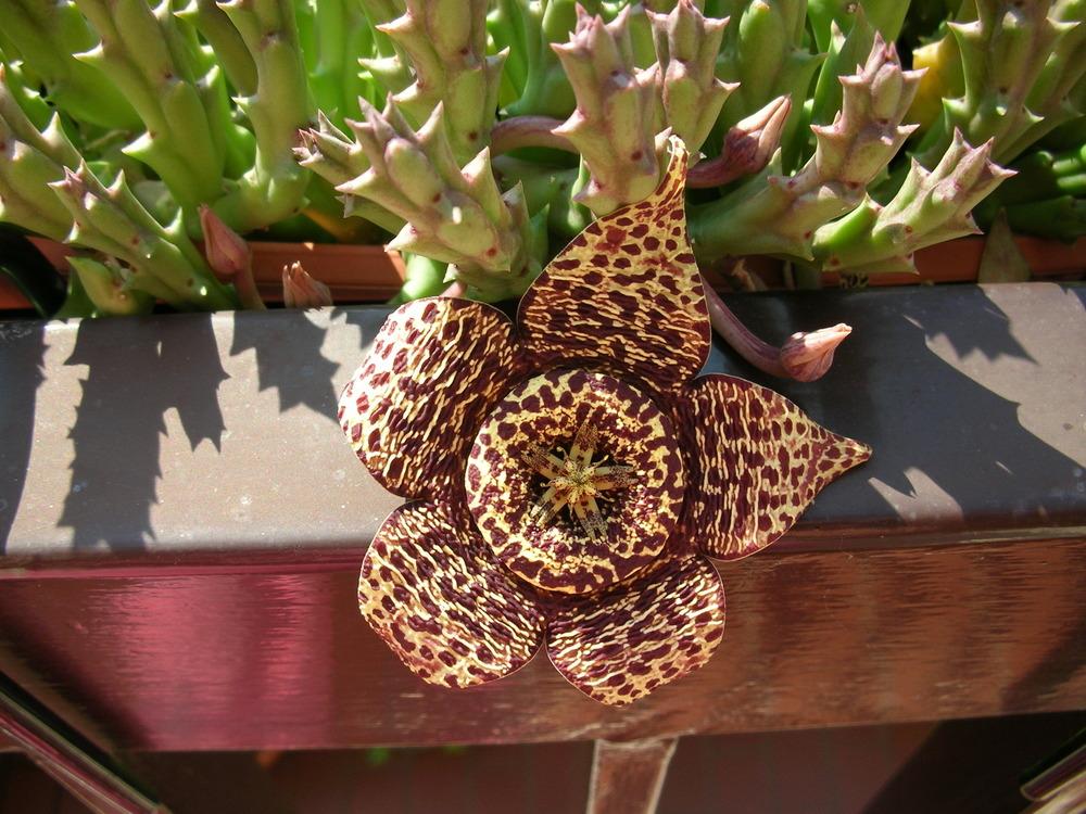 Photo of Starfish Cactus (Ceropegia mixta) uploaded by admin