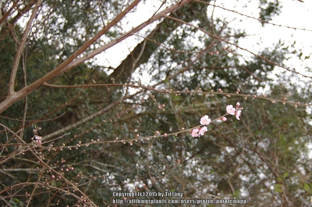 Photo of Prunus uploaded by purpleinopp