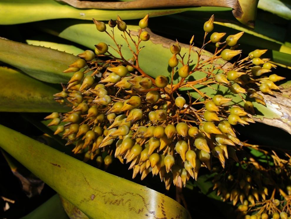 Photo of Bromeliad (Aechmea leptantha) uploaded by skylark