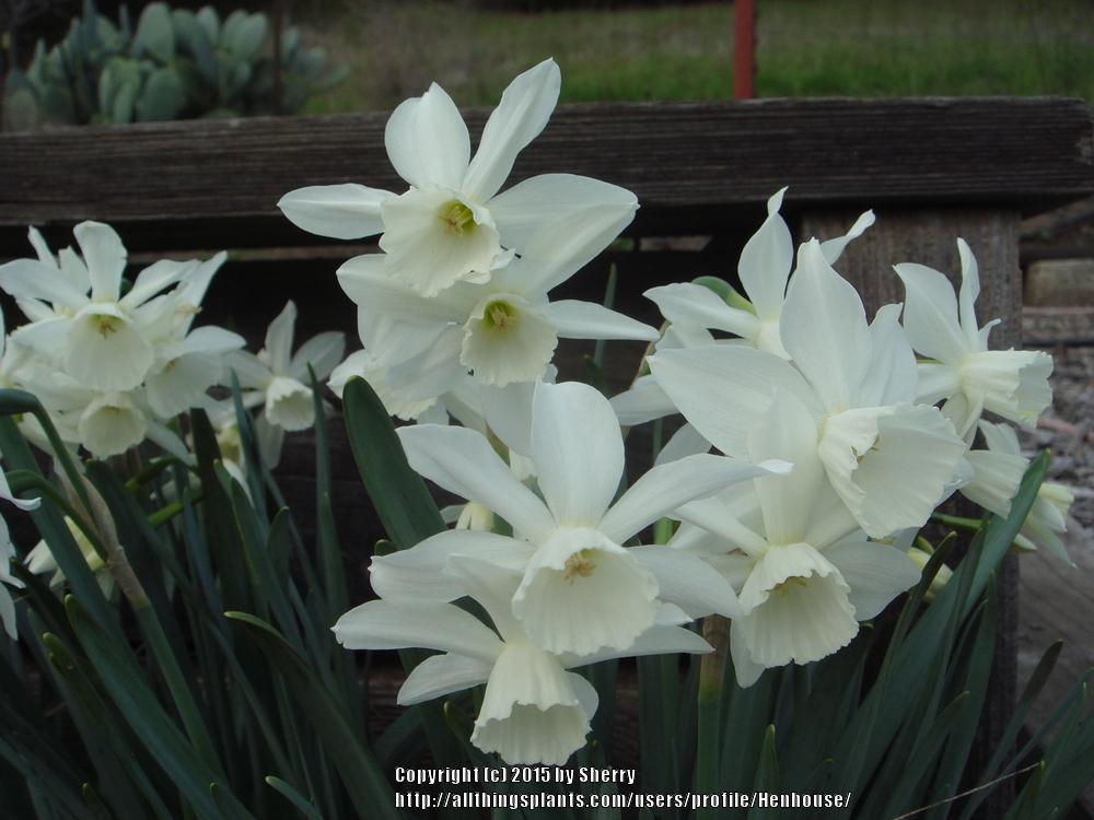 Photo of Triandrus Daffodil (Narcissus 'Thalia') uploaded by Henhouse