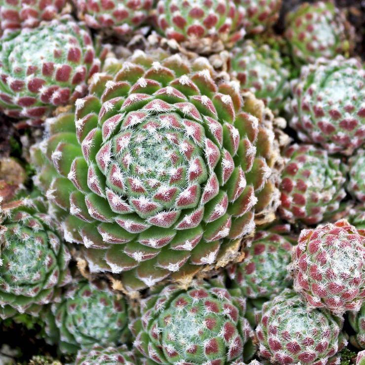 Photo of Hen and Chicks (Sempervivum 'Silver Thaw') uploaded by Joy