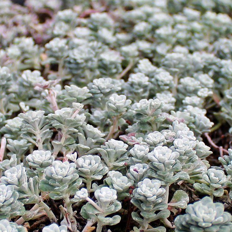 Photo of Stonecrop (Sedum spathulifolium subsp. pruinosum 'Cape Blanco') uploaded by Joy