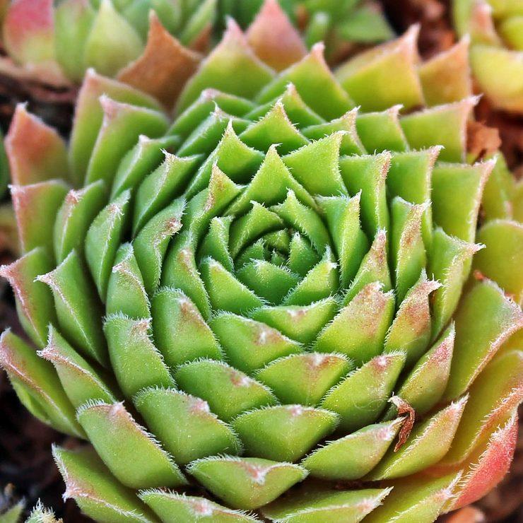 Photo of Hen and Chicks (Sempervivum 'Heigham Red') uploaded by Joy