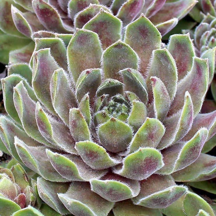Photo of Hen and Chicks (Sempervivum 'Canada Kate') uploaded by Joy