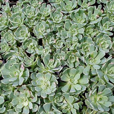 Photo of Afghan Stonecrop (Rhodiola pachyclada) uploaded by Joy