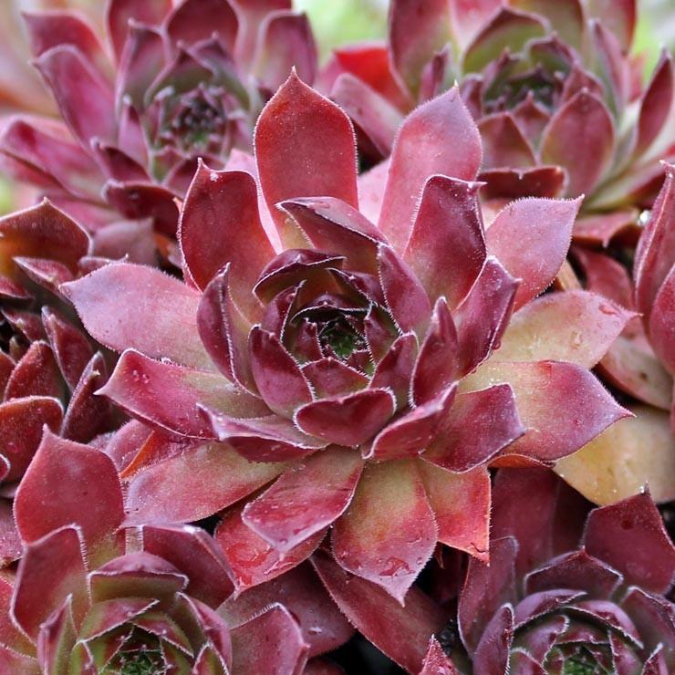 Photo of Hen and Chicks (Sempervivum 'Pacific Red Rose') uploaded by Joy