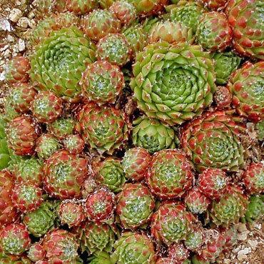 Photo of Hen and Chicks (Sempervivum 'Pixie') uploaded by Joy