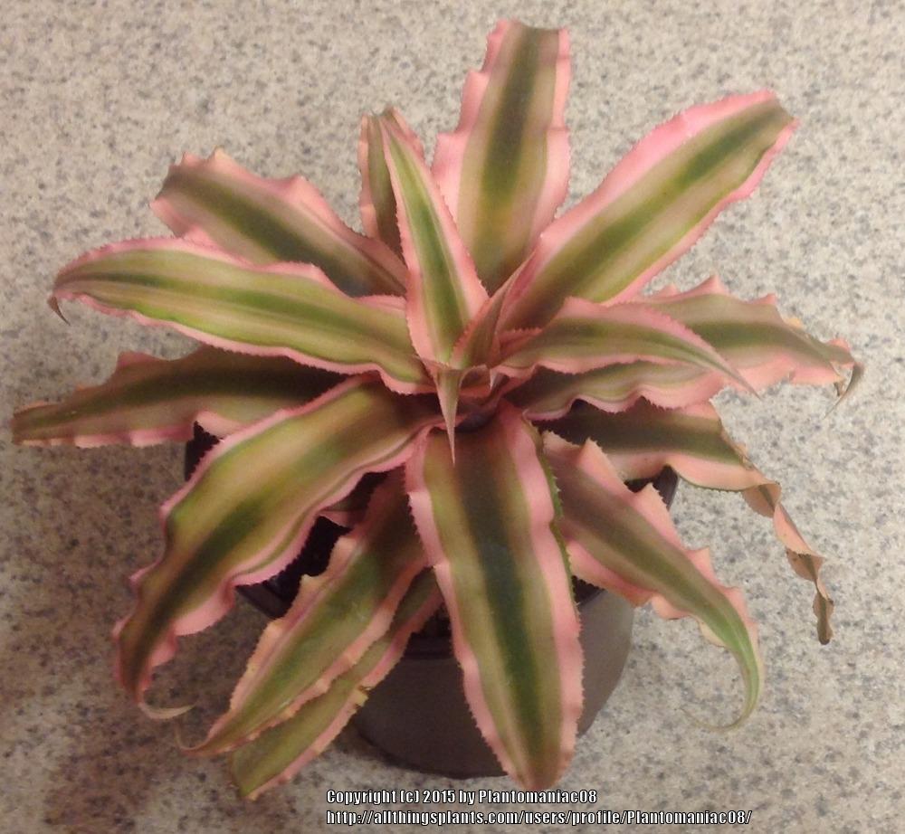 Photo of Earth Star (Cryptanthus bivittatus 'Pink Starlite') uploaded by Plantomaniac08