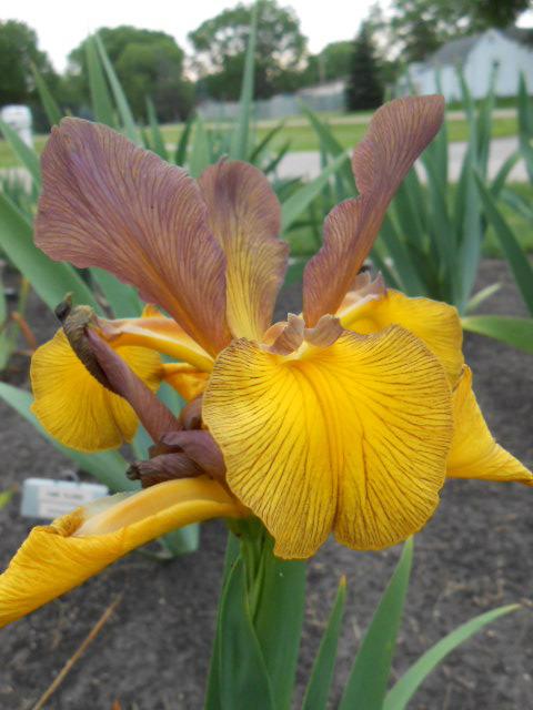 Photo of Spuria Iris (Iris 'Piper May') uploaded by crowrita1