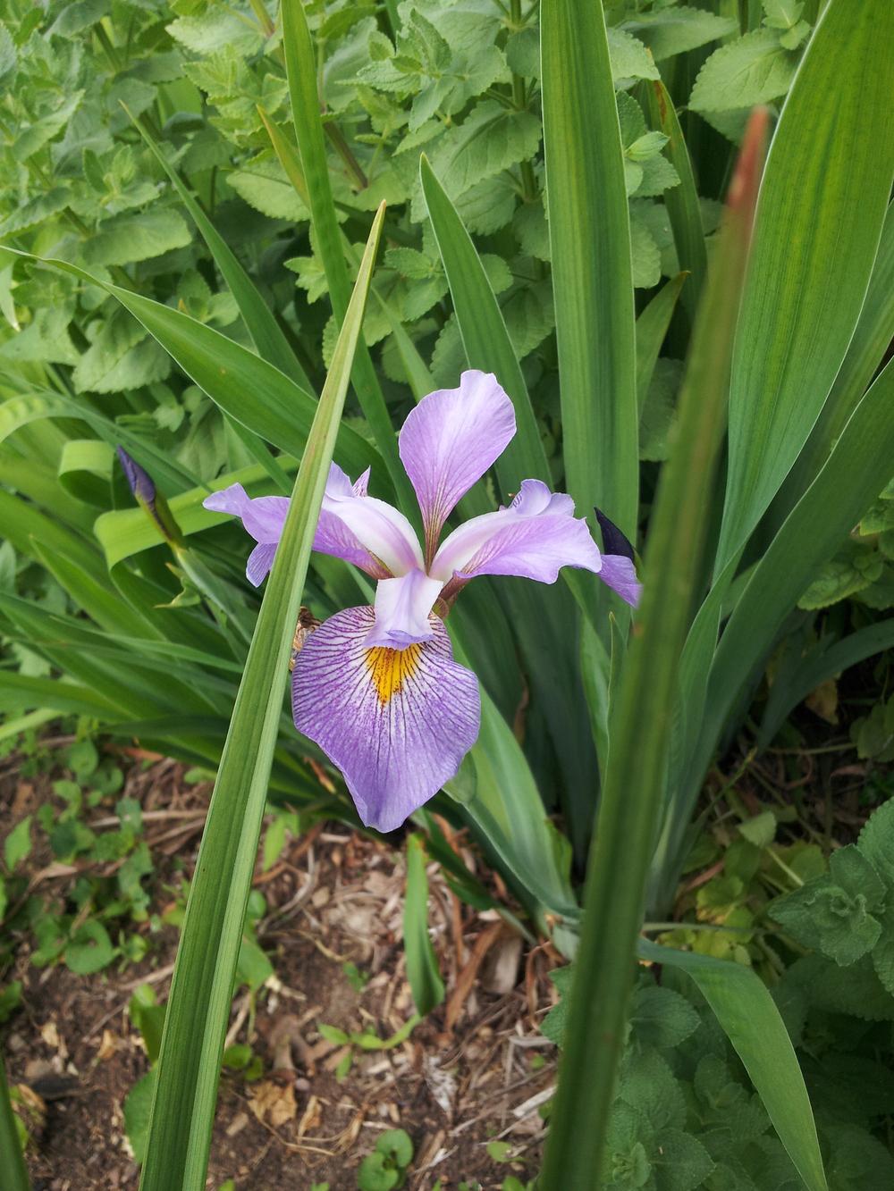 Photo of Species Iris (Iris virginica 'Contraband Girl') uploaded by gemini_sage