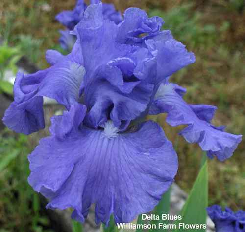 Photo of Tall Bearded Iris (Iris 'Delta Blues') uploaded by Calif_Sue