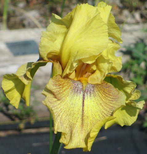 Photo of Tall Bearded Iris (Iris 'Desert Echo') uploaded by Calif_Sue