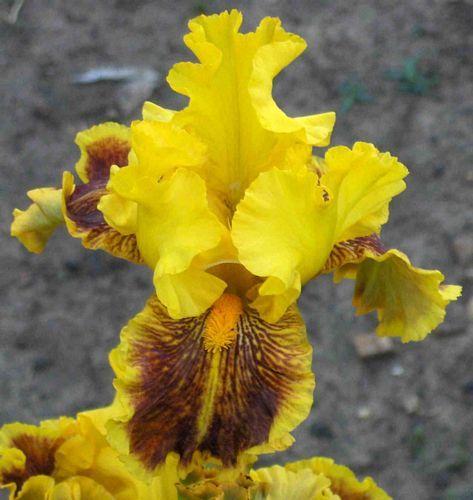 Photo of Tall Bearded Iris (Iris 'Dazzling Gold') uploaded by Calif_Sue