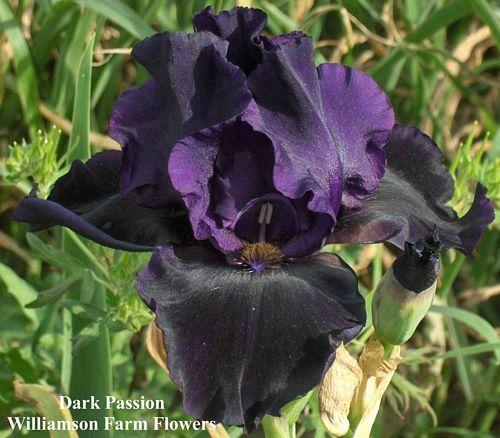 Photo of Tall Bearded Iris (Iris 'Dark Passion') uploaded by Calif_Sue