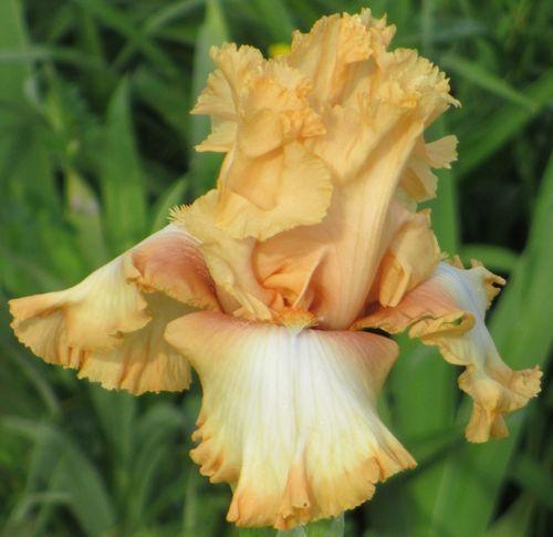 Photo of Tall Bearded Iris (Iris 'Deliciously Different') uploaded by Calif_Sue