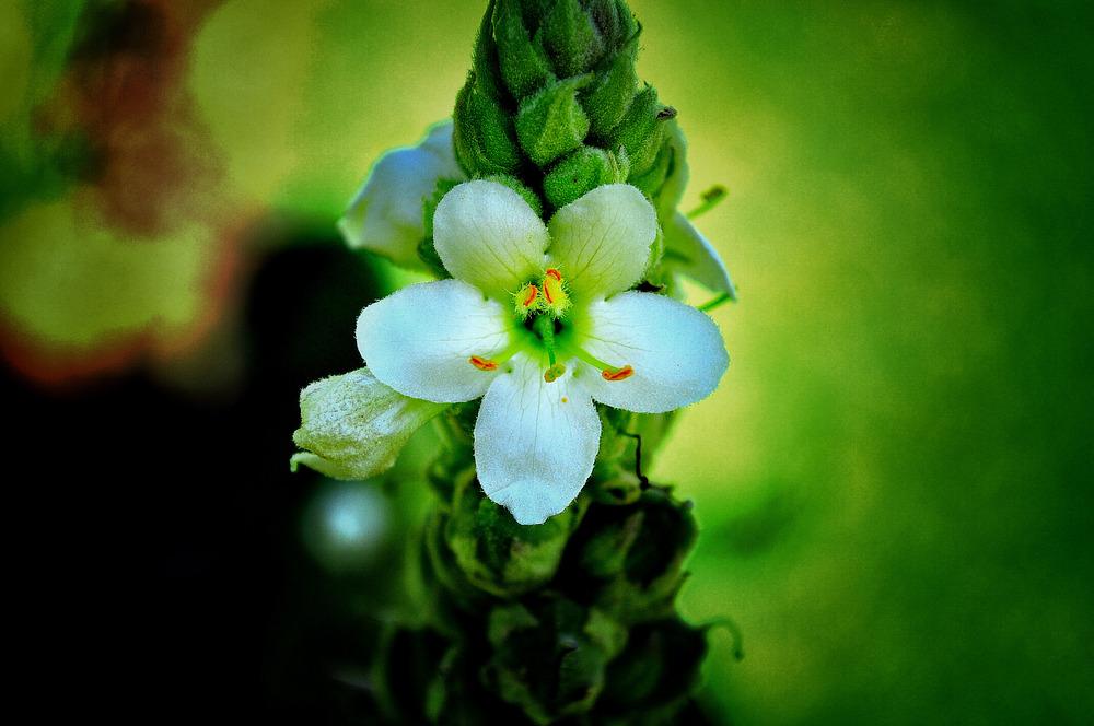 Photo of Mullein (Verbascum) uploaded by admin