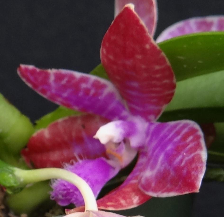 Photo of Orchid (Phalaenopsis lueddemanniana) uploaded by hawkarica