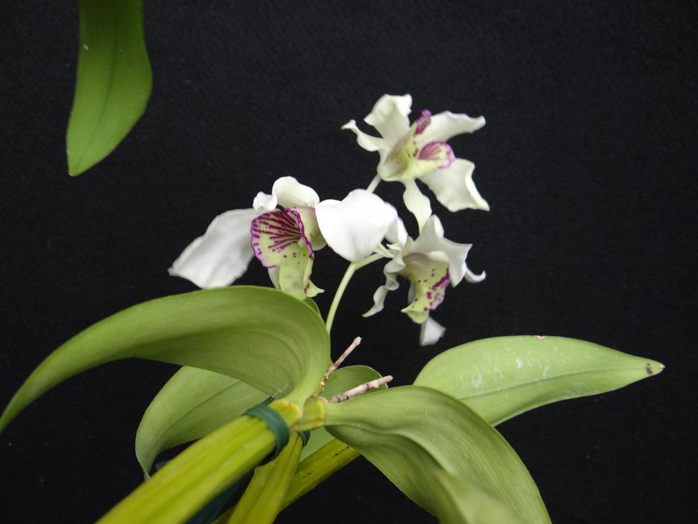 Photo of Orchid (Dendrobium Nora Tokunaga) uploaded by hawkarica