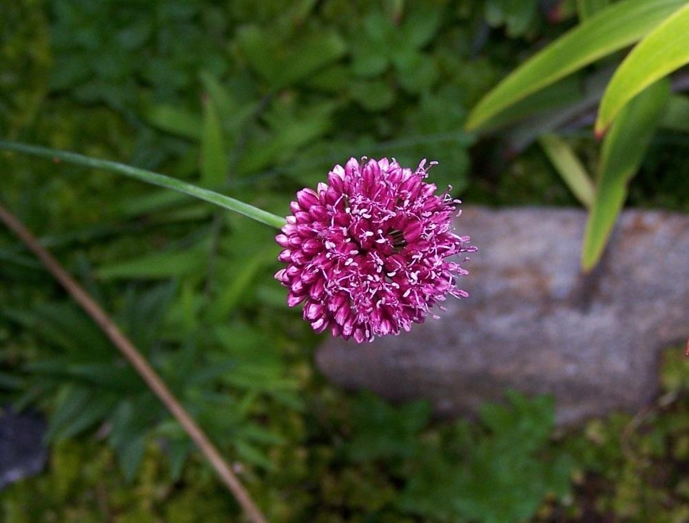 Photo of Allium uploaded by jmorth