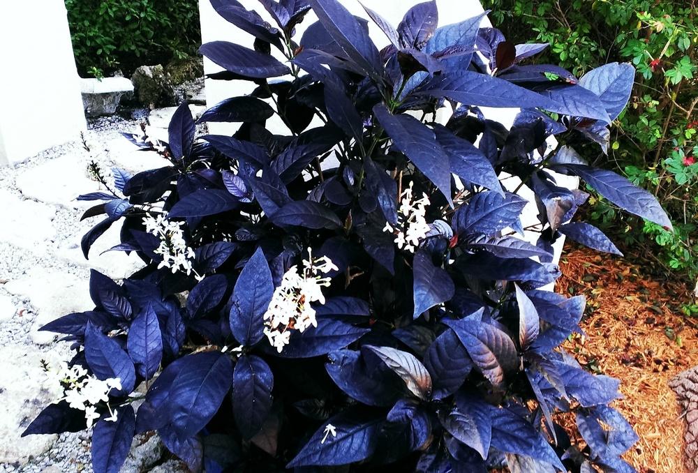 Photo of Black Magic (Pseuderanthemum carruthersii) uploaded by Dutchlady1