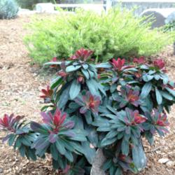 Location: Hamilton Square Perennial Garden, Historic City Cemetery, Sacramento CA.
Date: 2015-02-05
Spurge (Euphorbia amygdaloides Efanthia) (Zone 9b) Bloomed one mo