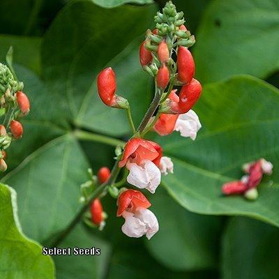 Photo of Runner Bean (Phaseolus coccineus 'Painted Lady') uploaded by Joy