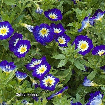 Photo of Dwarf Morning Glory (Convolvulus tricolor 'Royal Ensign') uploaded by Joy