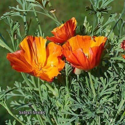 Photo of California Poppy Red (Eschscholzia californica 'Mikado') uploaded by Joy