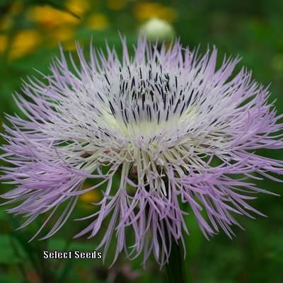 Photo of American Basket-Flower (Plectocephalus americanus) uploaded by Joy