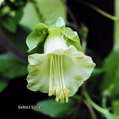 Photo of Cup and Saucer Vine (Cobaea scandens 'Alba') uploaded by Joy