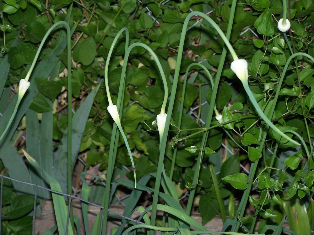 Photo of Garlic (Allium sativum) uploaded by jmorth