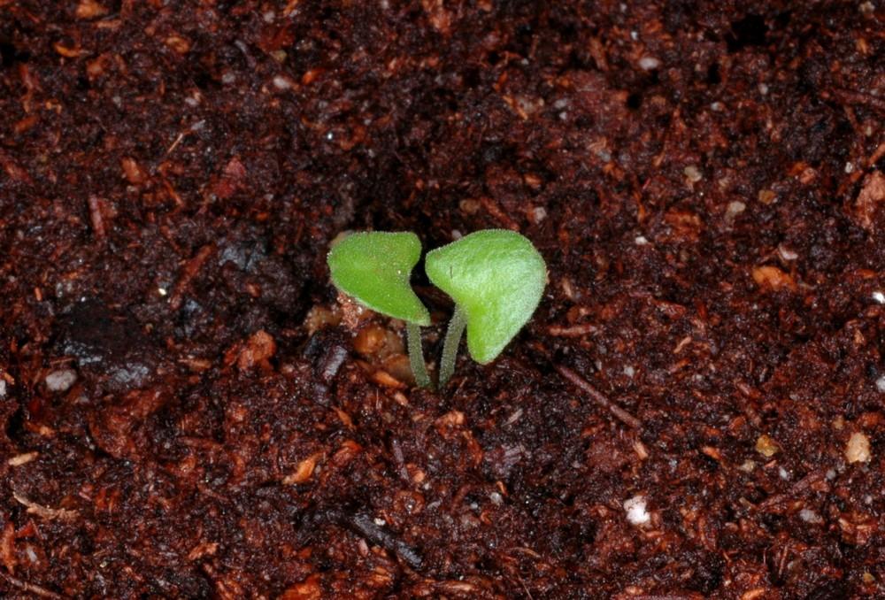 Photo of Heart Leaf Sage (Salvia cardiophylla) uploaded by Gerris2