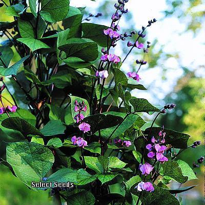 Photo of Hyacinth Bean (Lablab purpureus 'Ruby Moon') uploaded by Joy