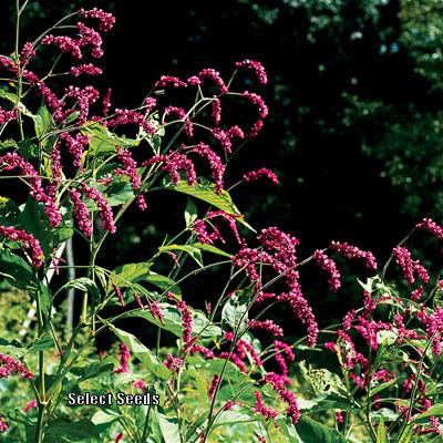 Photo of Kiss Me over the Garden Gate (Persicaria orientalis) uploaded by Joy