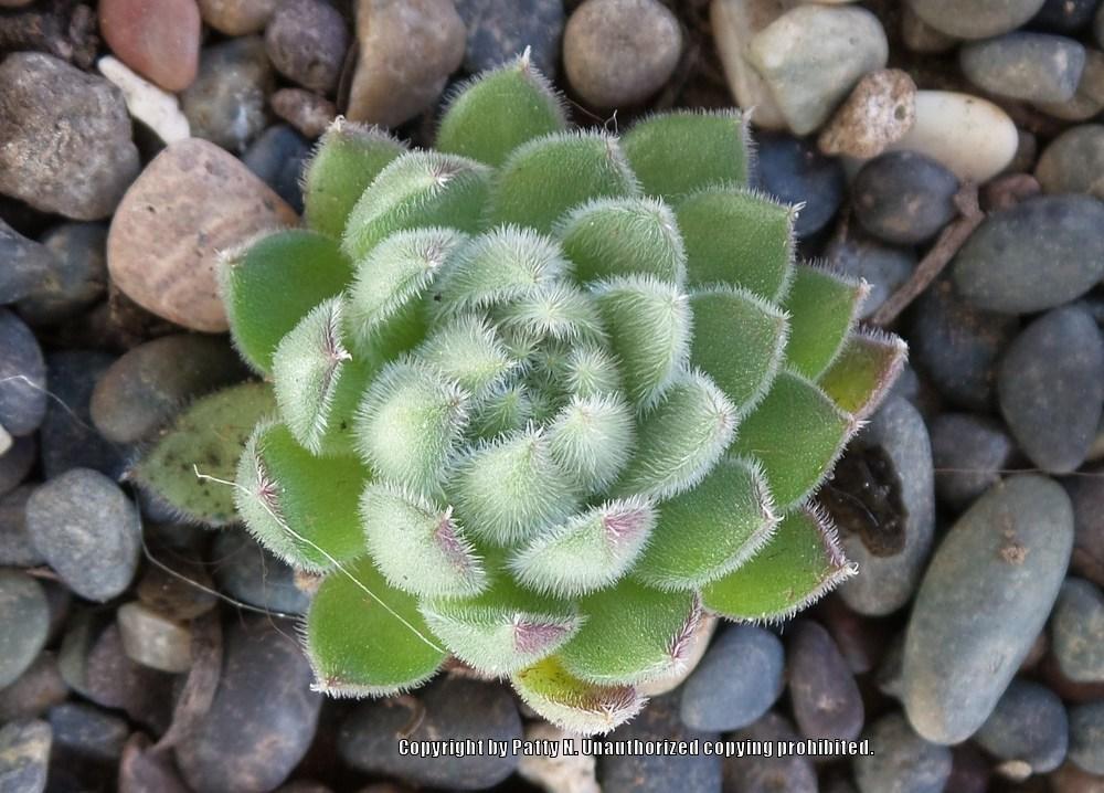 Photo of Hen and Chicks (Sempervivum 'Soft Line') uploaded by Patty