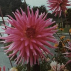 Location: Peace Arch Park Blaina, Washington 1980
Ed Albright Dahlia (pink cactus)