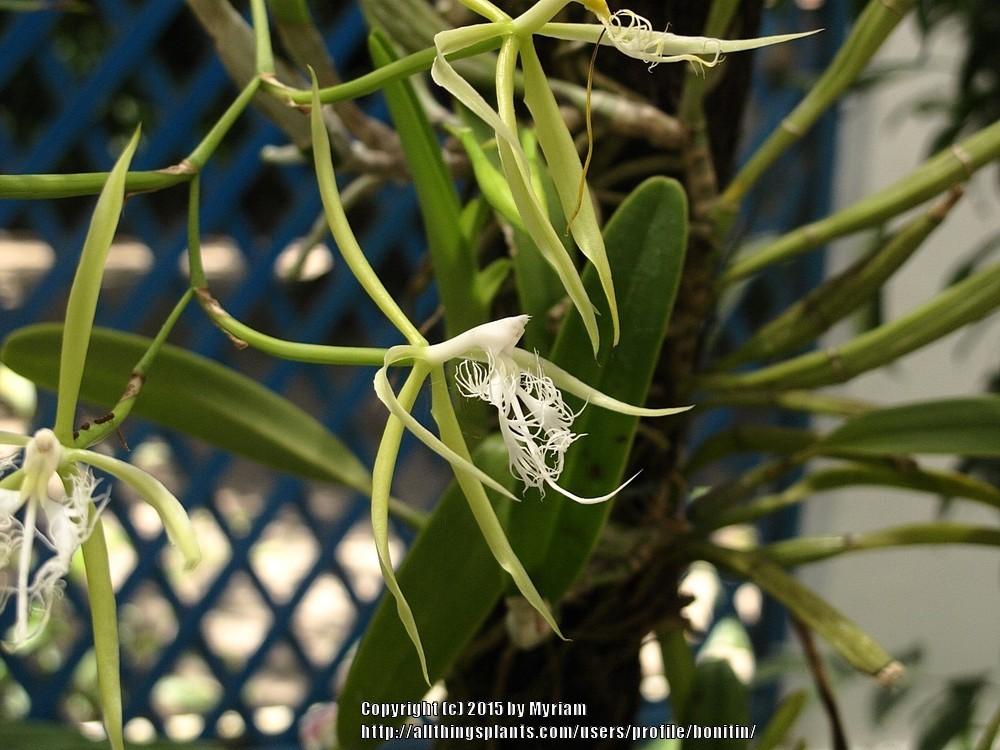 Photo of Orchid (Epidendrum ciliare) uploaded by bonitin