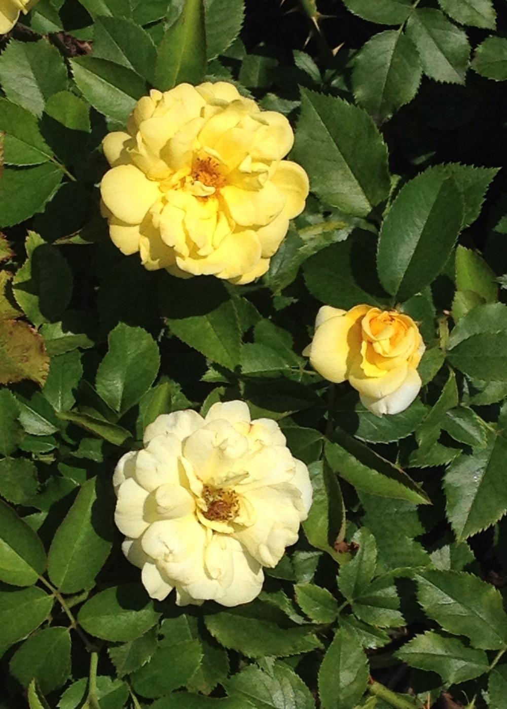 Photo of Rose (Rosa 'Yellow Brick Road') uploaded by bxncbx