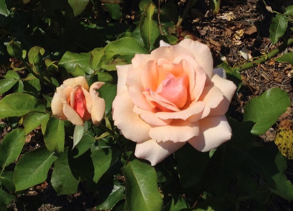 Photo of Rose (Rosa 'Mother of Pearl') uploaded by bxncbx