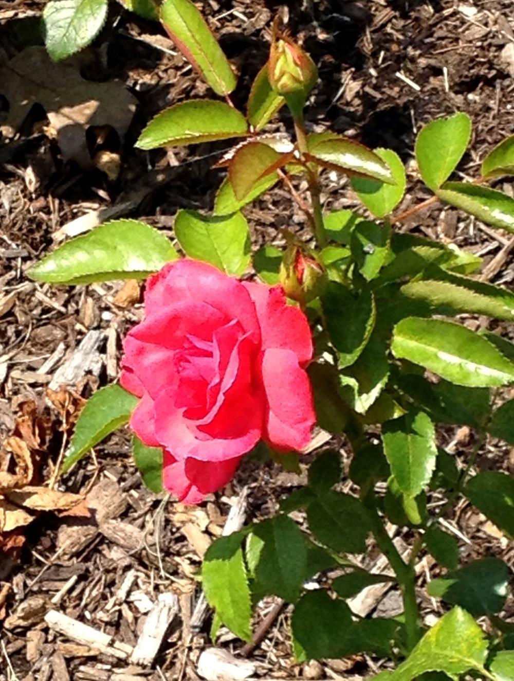 Photo of Rose (Rosa 'Cherry Lady') uploaded by bxncbx