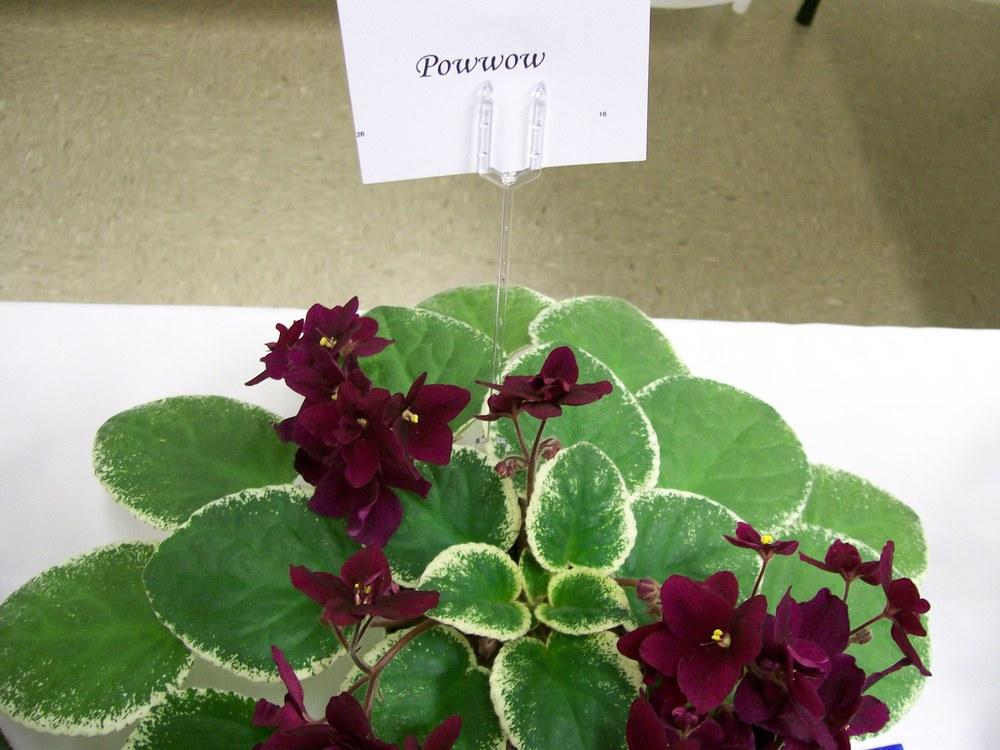 Photo of African Violet (Streptocarpus 'Pow Wow') uploaded by mellielong