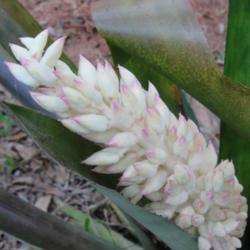 Location: Lutz, FL
Date: 2013-01-16
Inflorescence as it was first emerging.