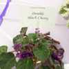 Tampa African Violet Show