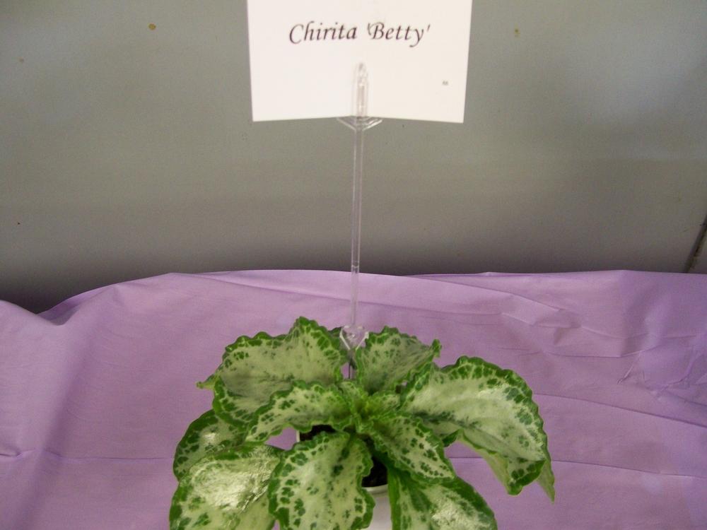 Photo of Chirita (Primulina 'Betty') uploaded by mellielong
