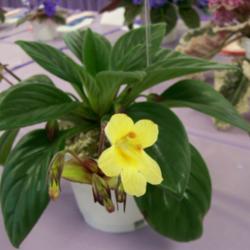 Location: Tampa, FL
Date: 2007-02-24
Tampa African Violet Show