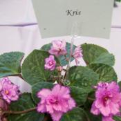 Tampa African Violet Show